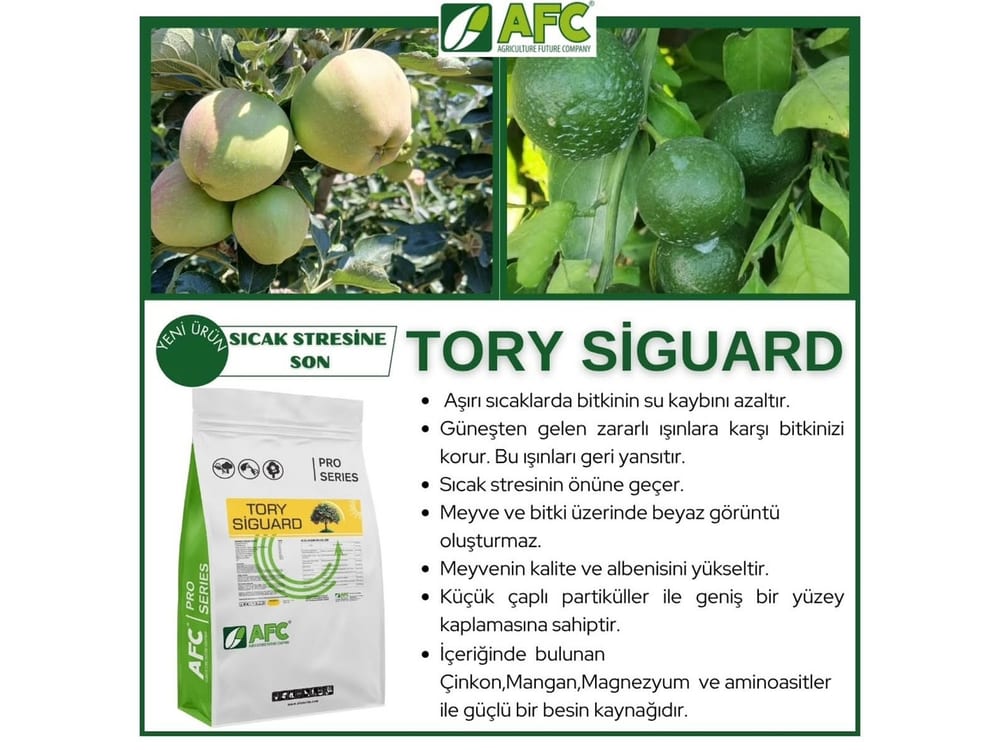 Afc Tory Siguard
