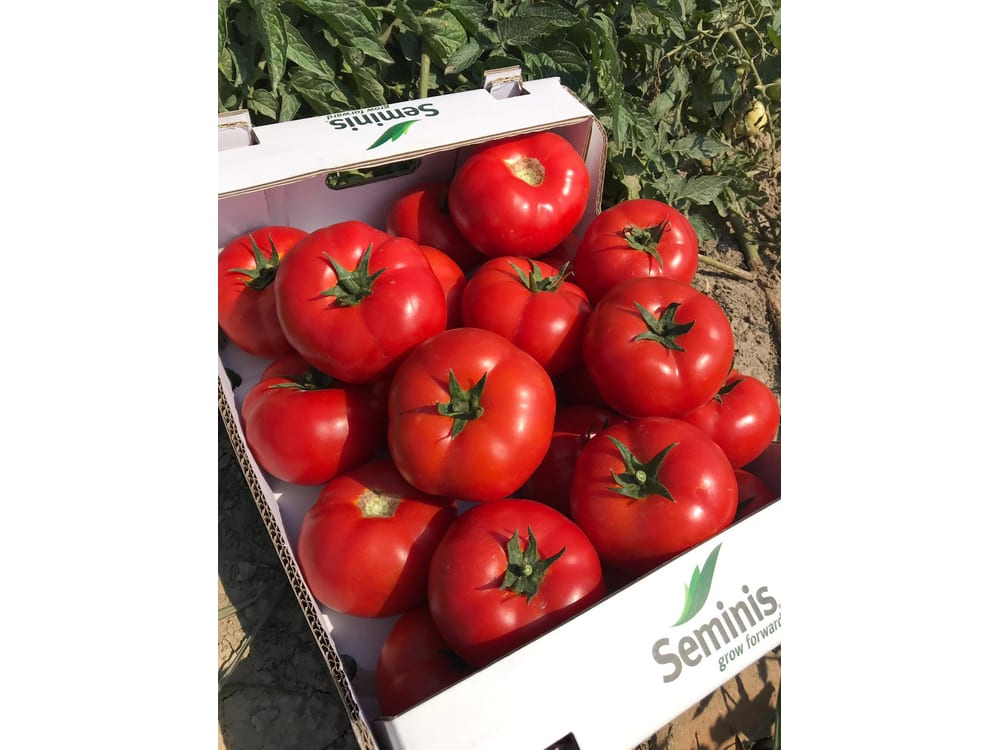 SVTD8033 DOMATES TOHUMU SEMİNİS